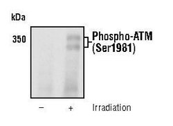 Invitrogen Phospho-ATM (Ser1981) Monoclonal Antibody (C.70.6) 100 &mu;L;