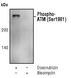Invitrogen Phospho-ATM (Ser1981) Monoclonal Antibody (C.70.6) 100 &mu;L;