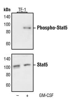 Invitrogen Phospho-STAT5 alpha (Tyr694) Monoclonal Antibody (B.776.8) 100