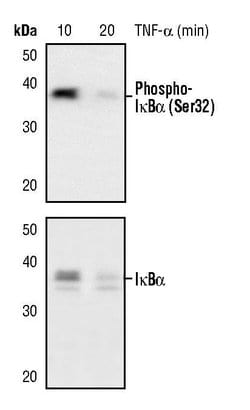 Invitrogen IkB alpha Monoclonal Antibody (F.4.4) 100 &mu;L; Unconjugated:Antibodies,