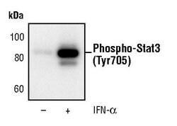 Invitrogen Phospho-STAT3 (Tyr705) Monoclonal Antibody (R.263.6) 100 &mu;L;