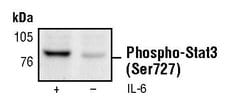 Invitrogen Phospho-STAT3 (Ser727) Monoclonal Antibody (E.35.9) 100 &mu;L;