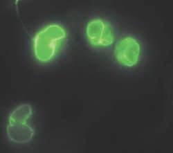 Invitrogen Lamin A (Cleaved Asp230) Monoclonal Antibody (C.69.9) 100 &mu;L;