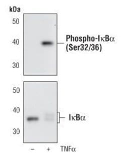 Invitrogen Phospho-IkB alpha (Ser32, Ser36) Monoclonal Antibody (H.709.9)