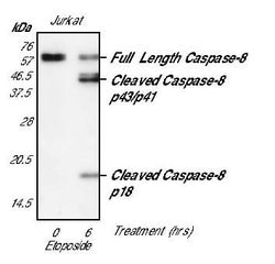 Invitrogen Caspase 8 Monoclonal Antibody (B.925.8) 200 &mu;L; Unconjugated:Antibodies,