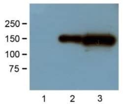 GFP Monoclonal Antibody (GF28R), Biotin, Invitrogen 50 &mu;L | Buy Online | Invitrogen | Fisher Scientific