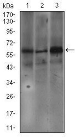 Invitrogen FceR1 alpha Monoclonal Antibody (1F2A9) 100 &mu;g; Unconjugated:Antibodies,