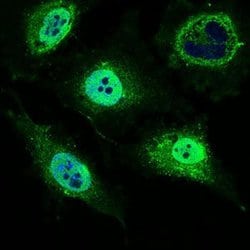 Invitrogen MRPL42 Monoclonal Antibody (3H6G11) 100 &mu;g; Unconjugated:Antibodies,