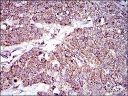 Invitrogen MRPL42 Monoclonal Antibody (3H6G11) 100 &mu;g; Unconjugated:Antibodies,