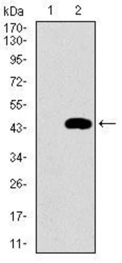 Invitrogen MRPL42 Monoclonal Antibody (3H6G11) 100 &mu;g; Unconjugated:Antibodies,