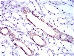 Invitrogen RPL18A Monoclonal Antibody (6G6G10) 100 &mu;g; Unconjugated:Antibodies,
