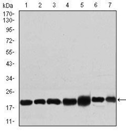 Invitrogen RPL18A Monoclonal Antibody (6G6G10) 100 &mu;g; Unconjugated:Antibodies,