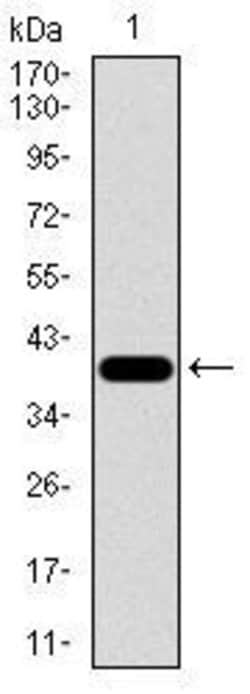 Invitrogen RPL18A Monoclonal Antibody (6G6G10) 100 &mu;g; Unconjugated:Antibodies,
