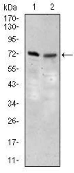 Invitrogen SLC27A5 Monoclonal Antibody (4B11C10) 100 &mu;g; Unconjugated:Antibodies,