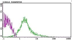 Invitrogen CD81 Monoclonal Antibody (Eat2), PE 50 &mu;g; PE:Antibodies,
