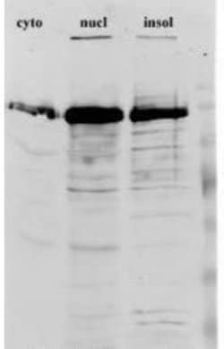 Invitrogen hnRNP F Monoclonal Antibody (1G11) 100 &mu;L; Unconjugated:Antibodies,