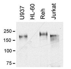 Invitrogen MERTK Monoclonal Antibody (A311F9G3) 100 &mu;L; Unconjugated:Antibodies,