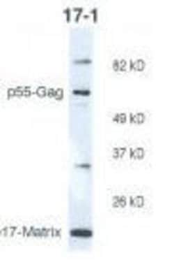 Invitrogen&trade;&nbsp;HIV1 p17 Monoclonal Antibody (17-1)