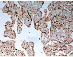 Invitrogen Complement C4d Monoclonal Antibody (LH61) 100 &mu;L; Unconjugated:Antibodies,