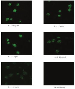 Invitrogen Podoplanin Monoclonal Antibody (8.1.1) 100 &mu;L; Unconjugated:Antibodies,