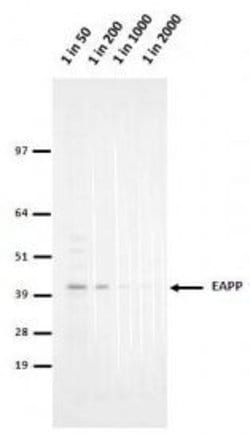 Invitrogen EAPP Monoclonal Antibody (1E4) 100 &mu;L | Buy Online | Invitrogen&trade; | Fisher Scientific