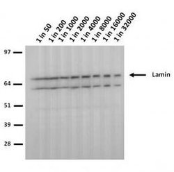 Invitrogen Lamin A/C (R482W) Monoclonal Antibody (5H8-B4) 100 &mu;L; Unconjugated:Antibodies,