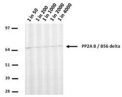 Invitrogen PPP2R5D Monoclonal Antibody (H5D12) 100 &mu;L | Buy Online | Invitrogen&trade; | Fisher Scientific