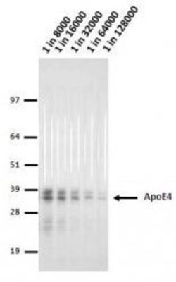 Invitrogen APOE Monoclonal Antibody (4E4) 100 &mu;L; Unconjugated:Antibodies,