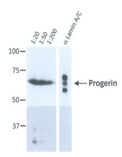 Invitrogen Progerin Monoclonal Antibody (13A4D4) 100 &mu;L; Unconjugated:Antibodies,