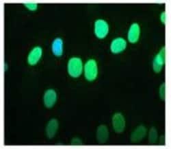 Invitrogen Emerin Monoclonal Antibody (MANEM1(5D10)) 100 &mu;L; Unconjugated:Antibodies,