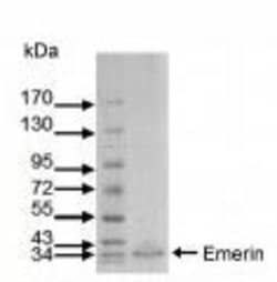 Invitrogen Emerin Monoclonal Antibody (MANEM1(5D10)) 100 &mu;L; Unconjugated:Antibodies,