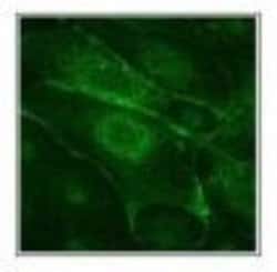 Invitrogen Dopamine Transporter Monoclonal Antibody (6V-23-23) 100 &mu;L;