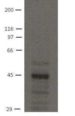 Invitrogen NHERF2 Monoclonal Antibody (32B6) 100 &mu;L; Unconjugated:Antibodies,