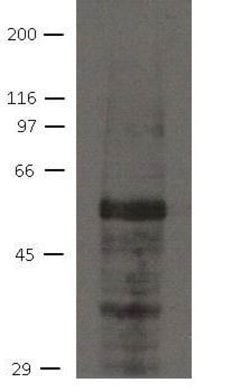 Invitrogen AJUBA Monoclonal Antibody (21G4) 100 &mu;L; Unconjugated:Antibodies,