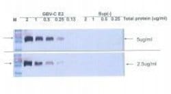Invitrogen Hepatitis G Virus E2 Monoclonal Antibody (UIE2-1) 100 &mu;L;