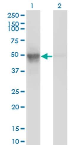 Invitrogen BAF53A Monoclonal Antibody (3C4) 100 &mu;g; Unconjugated:Antibodies,