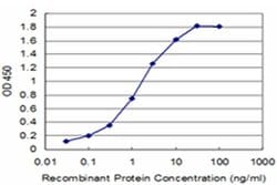Invitrogen ATP7B Monoclonal Antibody (3A12) 100 &mu;g; Unconjugated:Antibodies,