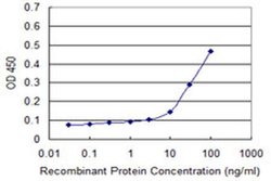 Invitrogen Cyclin G1 Monoclonal Antibody (1E3) 100 &mu;g; Unconjugated:Antibodies,