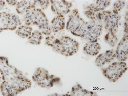 Invitrogen CLK3 Monoclonal Antibody (1H2) 100 &mu;g; Unconjugated:Antibodies,