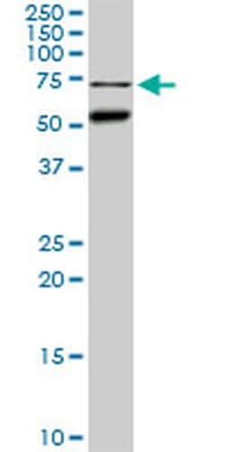 Invitrogen CLK3 Monoclonal Antibody (1H2) 100 &mu;g; Unconjugated:Antibodies,
