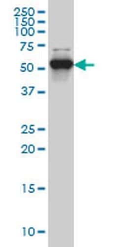 Invitrogen CLK3 Monoclonal Antibody (1H2) 100 &mu;g; Unconjugated:Antibodies,