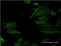Invitrogen DPH2 Monoclonal Antibody (3F7) 100 &mu;g; Unconjugated:Antibodies,