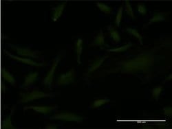 Invitrogen EMX2 Monoclonal Antibody (4D8) 100 &mu;g; Unconjugated:Antibodies,