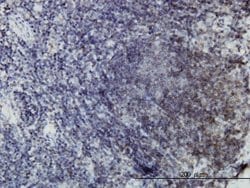 Invitrogen EphB3 Monoclonal Antibody (4E9) 100 &mu;g; Unconjugated:Antibodies,