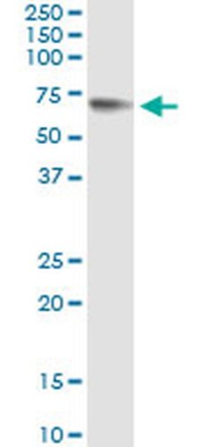 Invitrogen Glypican 5 Monoclonal Antibody (1C9) 100 &mu;g; Unconjugated:Antibodies,