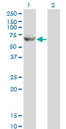 GK2 Monoclonal Antibody (3G4), Invitrogen 100 &mu;g; Unconjugated:Antibodies,