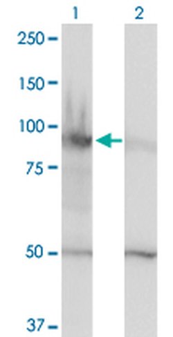 HELLS Monoclonal Antibody (1D10), Invitrogen 100 &mu;g; Unconjugated:Anticuerpos