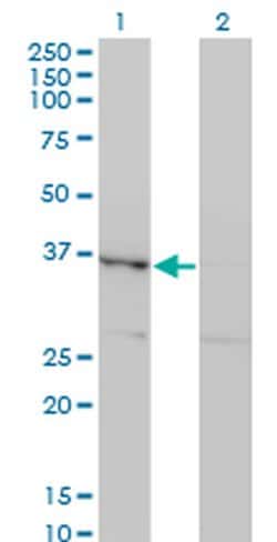 Invitrogen Hex Monoclonal Antibody (2B12) 100 &mu;g; Unconjugated:Antibodies,