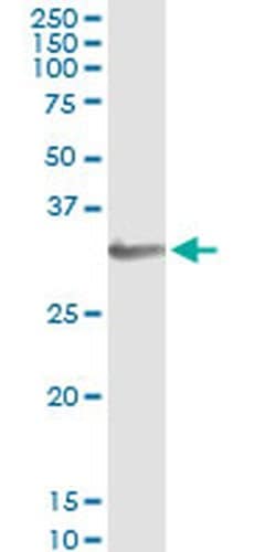 Invitrogen HOXA1/HOXB1/HOXD1 Monoclonal Antibody (2F12) 100 &mu;g; Unconjugated:Antibodies,