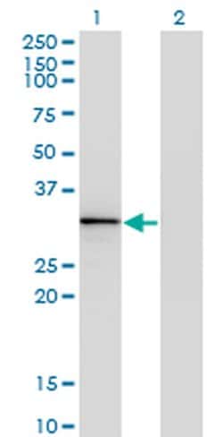 Invitrogen HOXA1/HOXB1/HOXD1 Monoclonal Antibody (2F12) 100 &mu;g; Unconjugated:Antibodies,